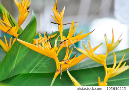 Bird of paradise, Strelitzia reginae or Sterliziaceae flower Bird of paradise, Strelitzia reginae or Sterliziaceae flower 105630225