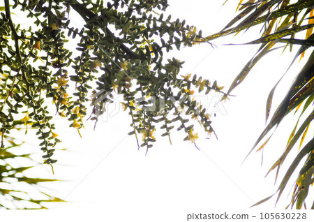 seed of betel palm or betel nut or palm tree seed of betel palm or betel nut or palm tree 105630228