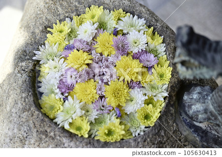 花水 花水 105630413