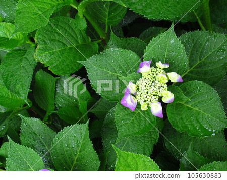 Forehead hydrangea that has begun to change color after the rain 105630883
