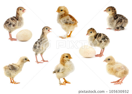 Big collection of chickens and turkeys isolated on white 105630932