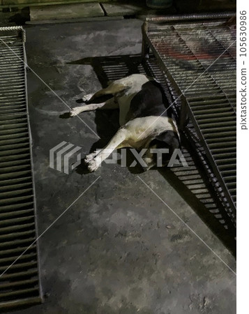 Lying dog 105630986