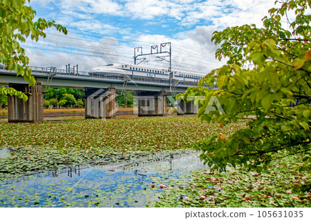 東海道新幹線 N700A 駛過睡蓮盛開的月池池塘的橋 105631035