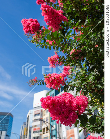 城市和夏日藍天盛開的紅紫薇花 城市和夏日藍天盛開的紅紫薇花 105631069