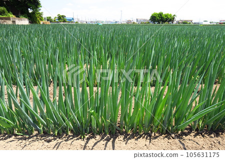 Green onion field scenery in the suburbs in early summer Green onion field scenery in the suburbs in early summer 105631175