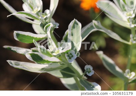 Snowdrops with green leaves with white fringes and small flowers in a summer garden Snowdrops with green leaves with white fringes and small flowers in a summer garden 105631179