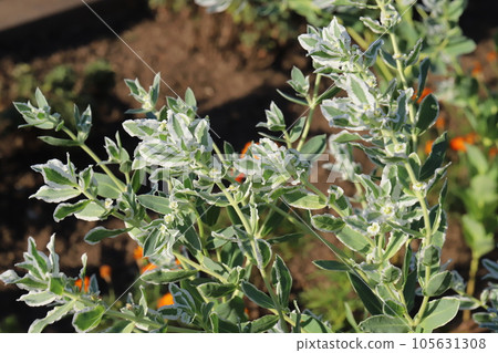 夏日花園裡的雪花蓮花，綠葉，白色邊緣，小花 105631308