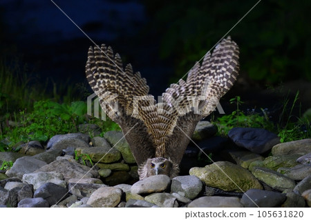 魚貓頭鷹狩獵魚 105631820