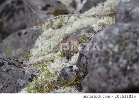 蝦夷鼠兔，夏季毛皮坐在岩石上 105631839