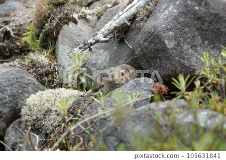 蝦夷鼠兔，夏季毛皮坐在岩石上 105631841