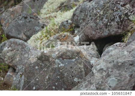 蝦夷鼠兔，夏季毛皮坐在岩石上 105631847