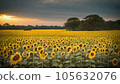 Sunflower field 105632076