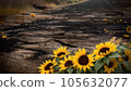 wasteland and sunflowers 105632077