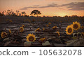 sunset and sunflower field 105632078