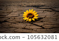 One wheel sunflower 105632081