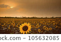 Sunflower field 105632085