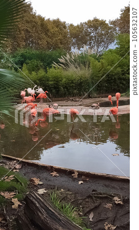 Flamingos in a pond. Barcelona Zoo. Barcelona, Spain. 105632107