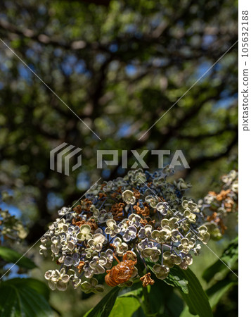 Withered hydrangeas and cicada shells Withered hydrangeas and cicada shells 105632188