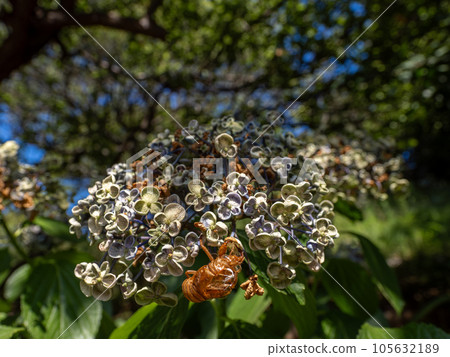 枯萎的繡球花和蟬殼 枯萎的繡球花和蟬殼 105632189