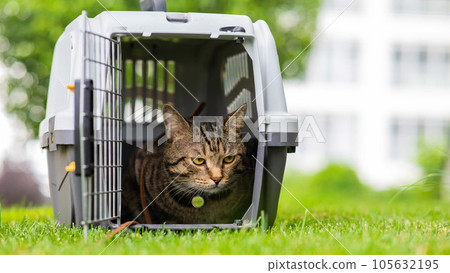Calm confident gray tabby cat lies in a carrier on green grass outdoors. Calm confident gray tabby cat lies in a carrier on green grass outdoors. 105632195