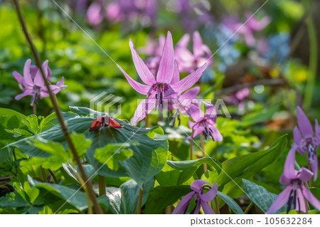 A paradise of wildflowers and dogtooth violets A paradise of wildflowers and dogtooth violets 105632284