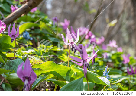 A paradise of wildflowers and dogtooth violets 105632307