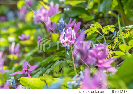 A paradise of wildflowers and dogtooth violets 105632323