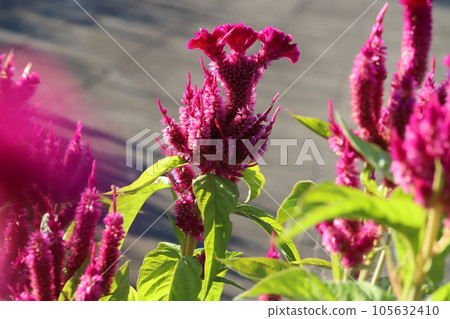Red nogeitou flowers blooming in the summer garden Red nogeitou flowers blooming in the summer garden 105632410