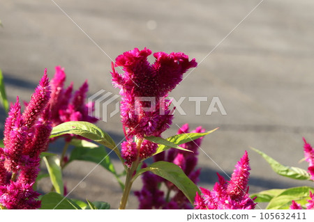 夏季花園中盛開的紅色 nogeitou 花 夏季花園中盛開的紅色 nogeitou 花 105632411
