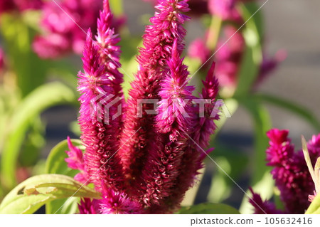 Red nogeitou flowers blooming in the summer garden Red nogeitou flowers blooming in the summer garden 105632416