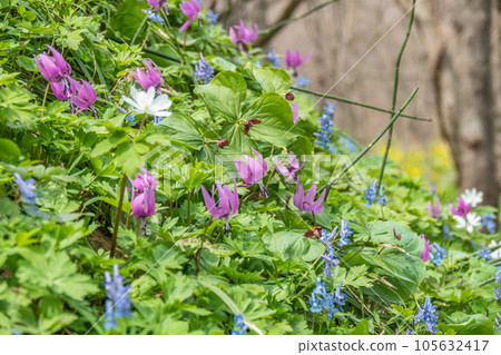 A paradise of wildflowers and dogtooth violets A paradise of wildflowers and dogtooth violets 105632417