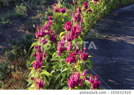 Red nogeitou flowers blooming in the summer garden Red nogeitou flowers blooming in the summer garden 105632420