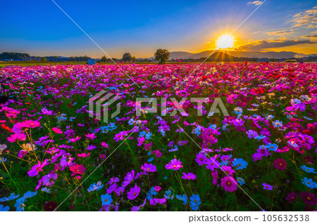 Cosmos and sunset at the Fujiwara Palace Ruins Cosmos and sunset at the Fujiwara Palace Ruins 105632538