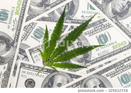 Marijuana leaf and US Dollar banknotes. Marijuana business concept. 105632556
