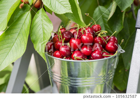 Bucket of cherries on the top of ladder on cherry branches background 105632587