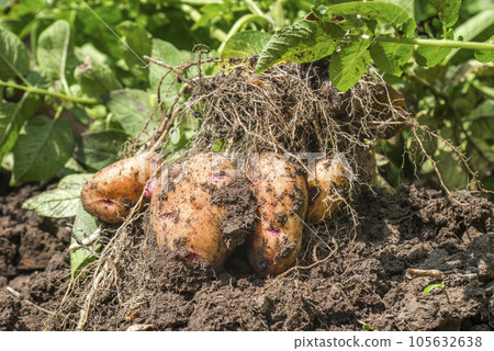 Pile of ripe potatoes on ground in field. Fresh organic potatoes in the field 105632638