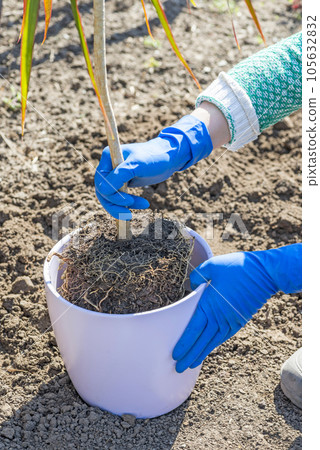 Gardener holds in hands home plant prepared for transplanting into a new pot.  105632832