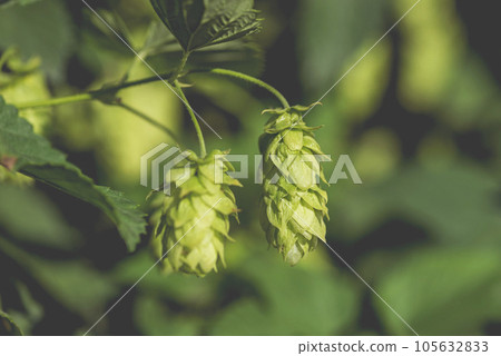 The concept of making natural fresh beer, brewing. Hop cones 105632833