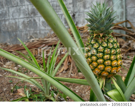 The pineapple fruit is ripe with an orange and yellow rind on tree plant with natural brown background, Tasty tropical fruit on the farmland 105633013