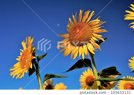 Sunflower field in midsummer 105633131
