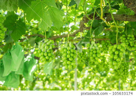 閃亮馬斯喀特 105633174