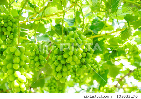Shine Muscat Shine Muscat 105633176
