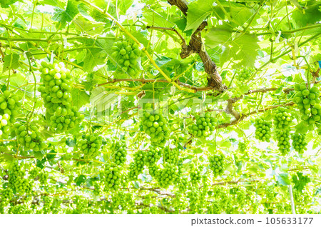 Shine Muscat fruit growing refreshingly in the vineyard Shine Muscat fruit growing refreshingly in the vineyard 105633177