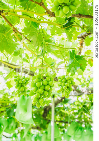 Refreshing Shine Muscat Refreshing Shine Muscat 105633178