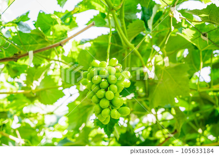 Refreshing Shine Muscat 105633184