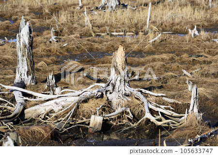 冬天春天國家 105633747