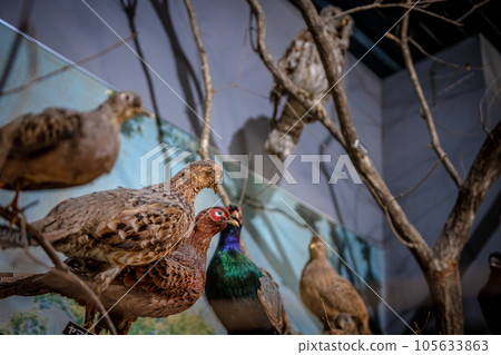 赤穗海濱公園科學館風景 赤穗海濱公園科學館風景 105633863