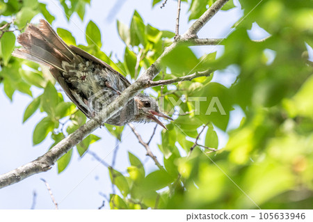 Bulbul Bulbul 105633946