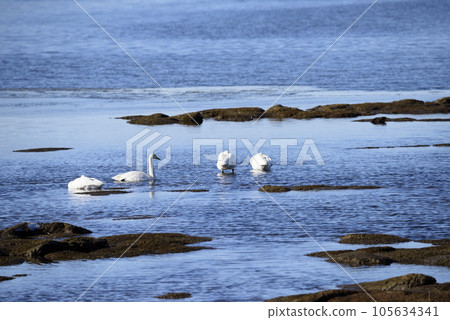 Lake Furen and swans in winter 105634341