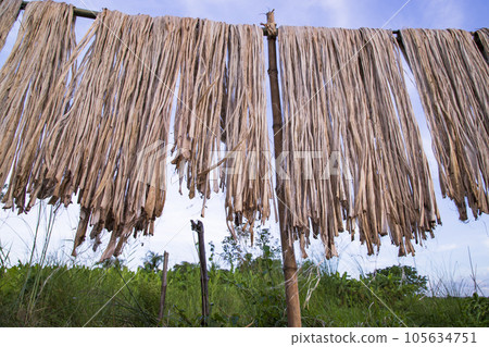 Golden wet raw jute fiber hanging under the sunlight for drying in Bangladesh 105634751